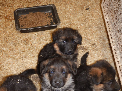 Les chiots de Berger Allemand