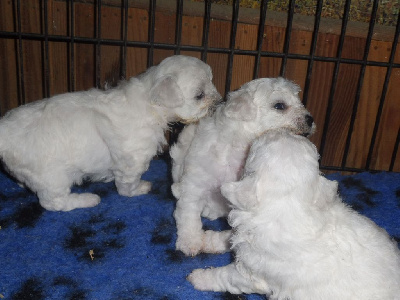 Les chiots de Bichon Frise