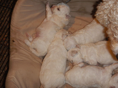 Les chiots de Bichon Frise