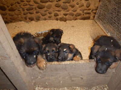 Les chiots de Berger Allemand