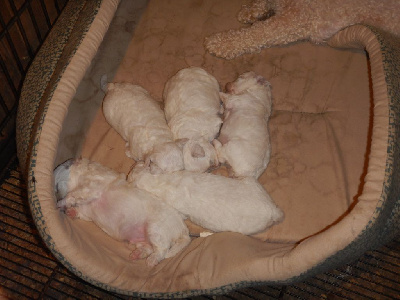 Les chiots de Bichon Frise