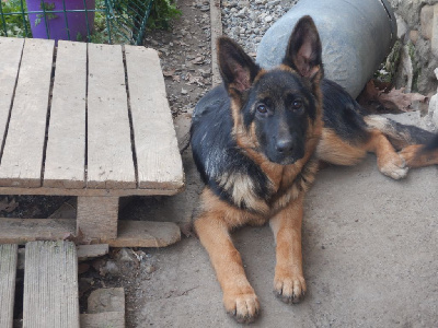 Les chiots de Berger Allemand