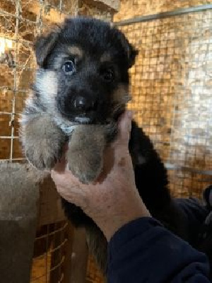 Les chiots de Berger Allemand