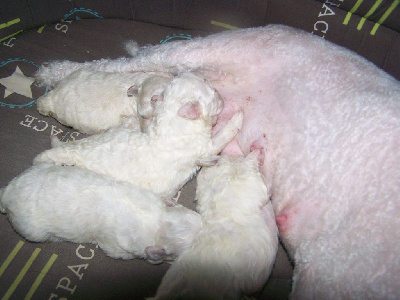 Les chiots de Bichon Frise