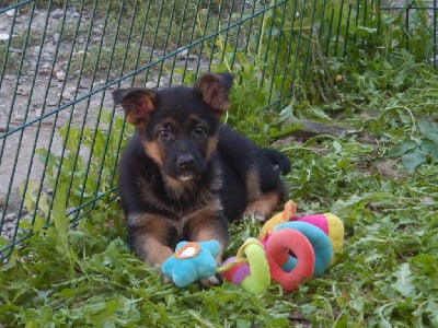 Les chiots de Berger Allemand