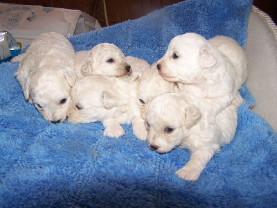 Les chiots de Bichon Frise