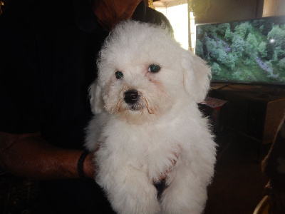 CHIOT - Bichon Frise