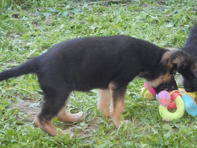 Les chiots de Berger Allemand