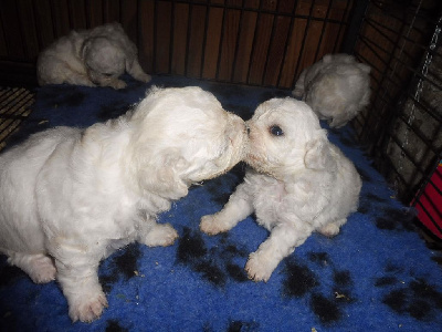 Les chiots de Bichon Frise