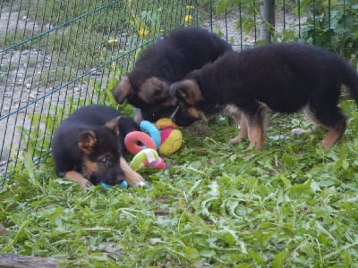 Les chiots de Berger Allemand