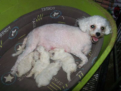 Les chiots de Bichon Frise