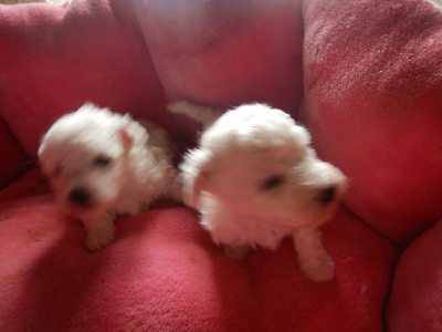 Les chiots de Bichon Frise