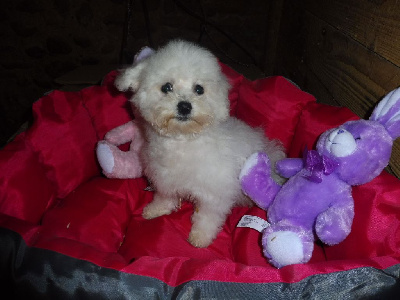 Les chiots de Bichon Frise