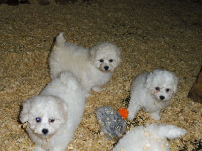 Les chiots de Bichon Frise