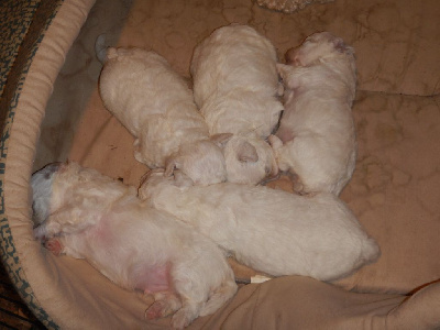 Les chiots de Bichon Frise