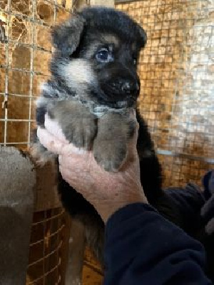 Les chiots de Berger Allemand