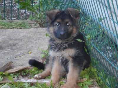 Les chiots de Berger Allemand