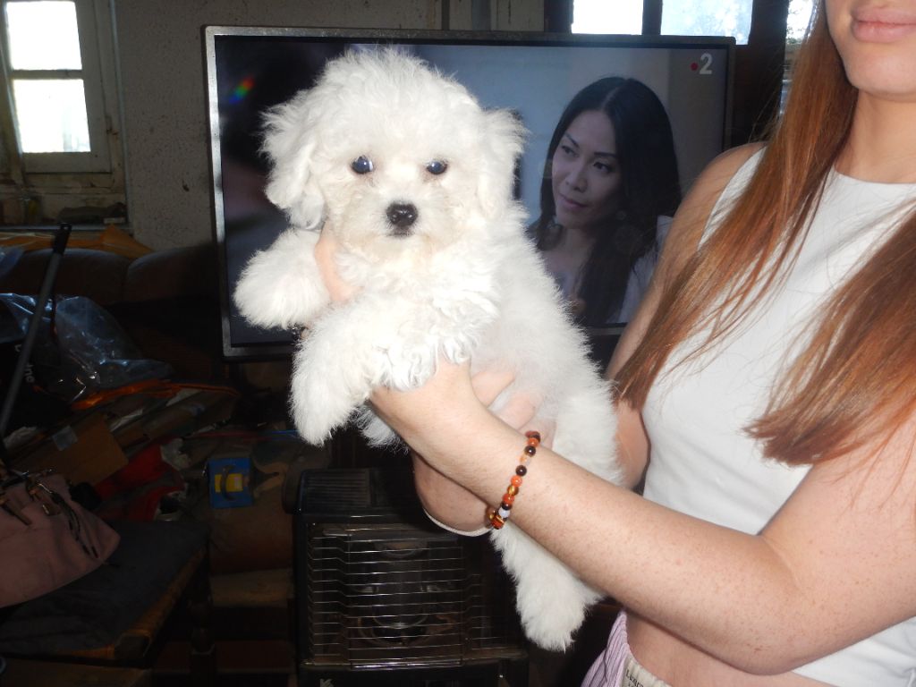 VIOLETTA - Bichon Frise