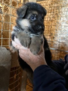 CHIOT - Berger Allemand