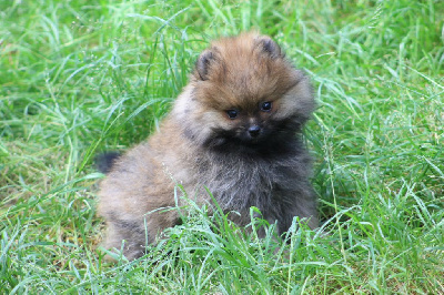 Les chiots de Spitz allemand