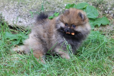 Les chiots de Spitz allemand