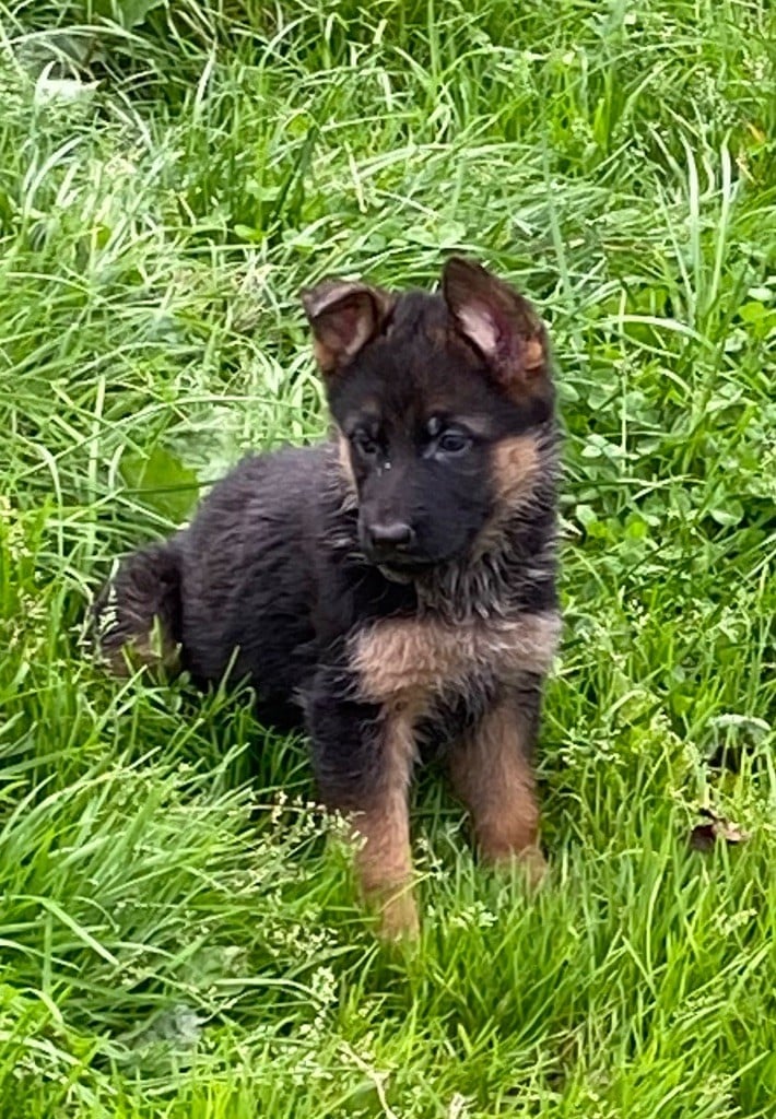 CHIOT 7 - Berger Allemand