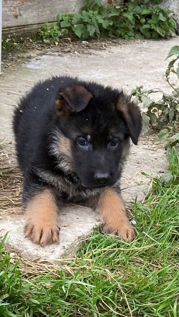 CHIOT 4 - Berger Allemand