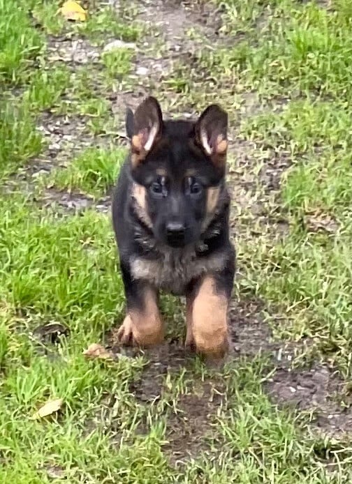 CHIOT 5 - Berger Allemand