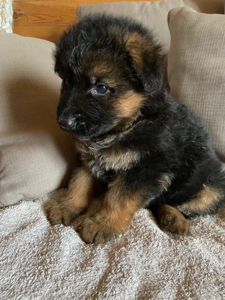 CHIOT 6 - Berger Allemand