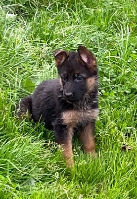 Les chiots de Berger Allemand