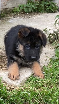 Les chiots de Berger Allemand