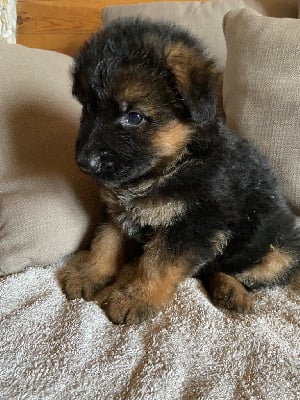 Les chiots de Berger Allemand