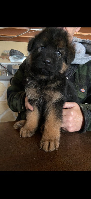 Les chiots de Berger Allemand