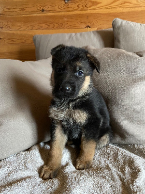 Les chiots de Berger Allemand