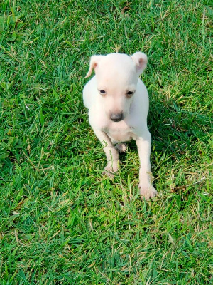 Les chiots de Petit Levrier Italien