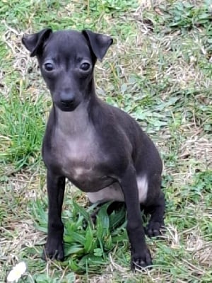 Les chiots de Petit Levrier Italien