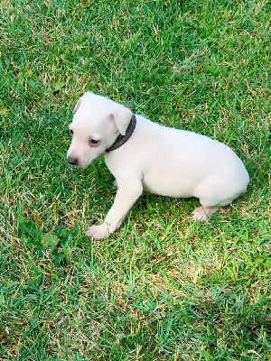 Les chiots de Petit Levrier Italien