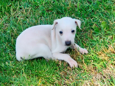 Les chiots de Petit Levrier Italien