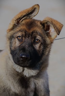 Les chiots de Berger Allemand