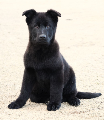 Les chiots de Berger Allemand