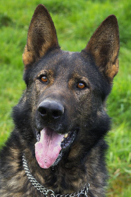 Les chiots de Berger Allemand