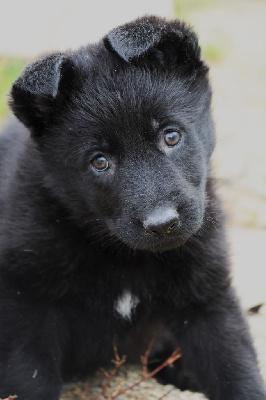 Les chiots de Berger Allemand