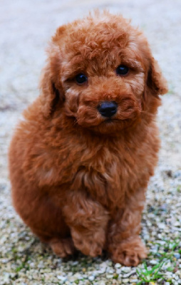 Les chiots de Caniche