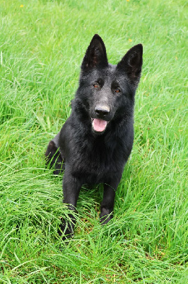 Les chiots de Berger Allemand