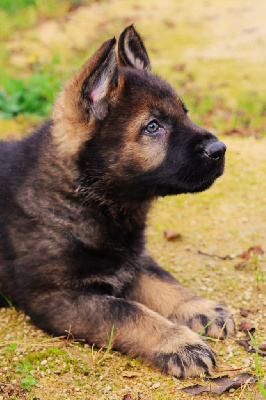 Les chiots de Berger Allemand