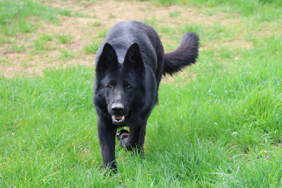 Les chiots de Berger Allemand