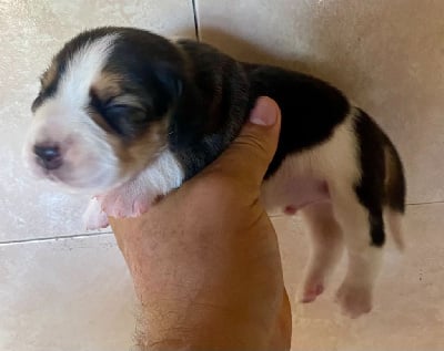 Les chiots de Beagle