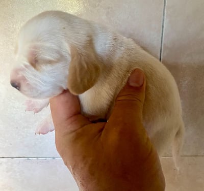 Les chiots de Beagle