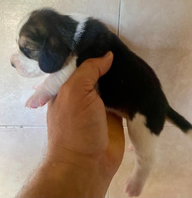 Les chiots de Beagle