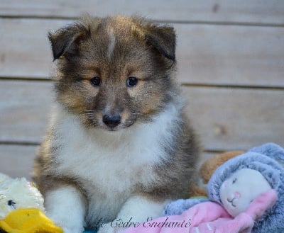 Les chiots de Shetland Sheepdog